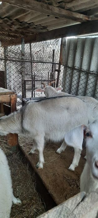 Зааненские козы