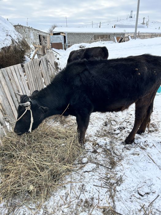 Корова и быки продам