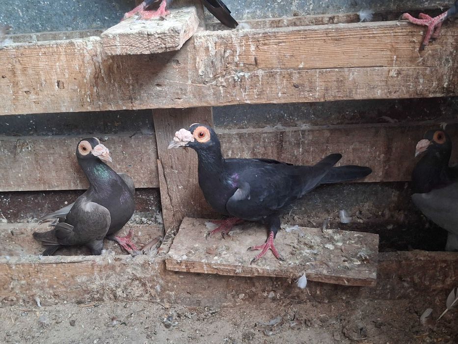 Гълаби Английси кариери