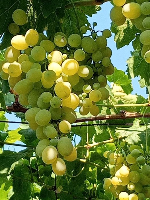 Viță de vie înrădăcinată la ghiveci