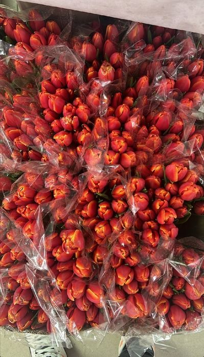 Тюльпаны свежие оптом