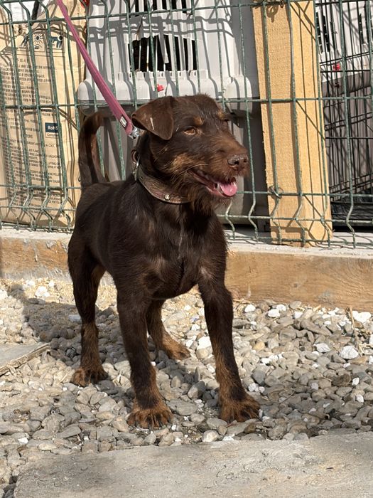Mascul Jagd Terrier jagdterrier
