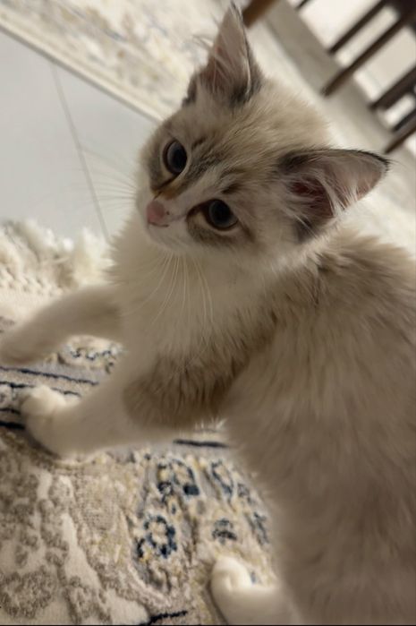Срочно продается Рэгдолл, мальчик, 2 месяца