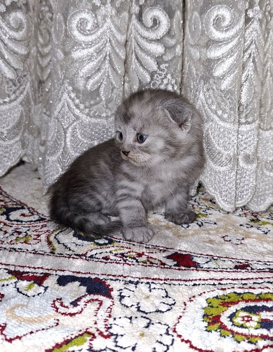 Продаётся очаровательный мальчик скоттиш фолд.