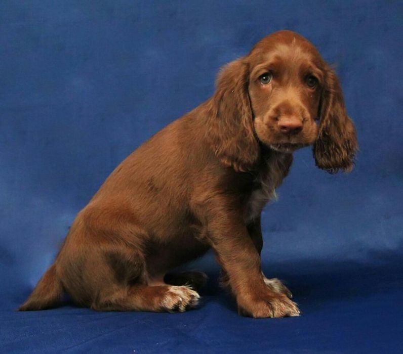 Спаниель Шоколадка