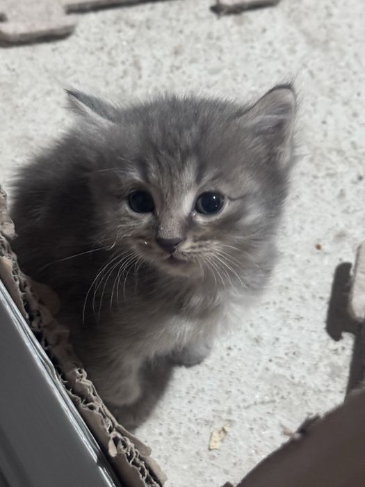 Продаются серые котята