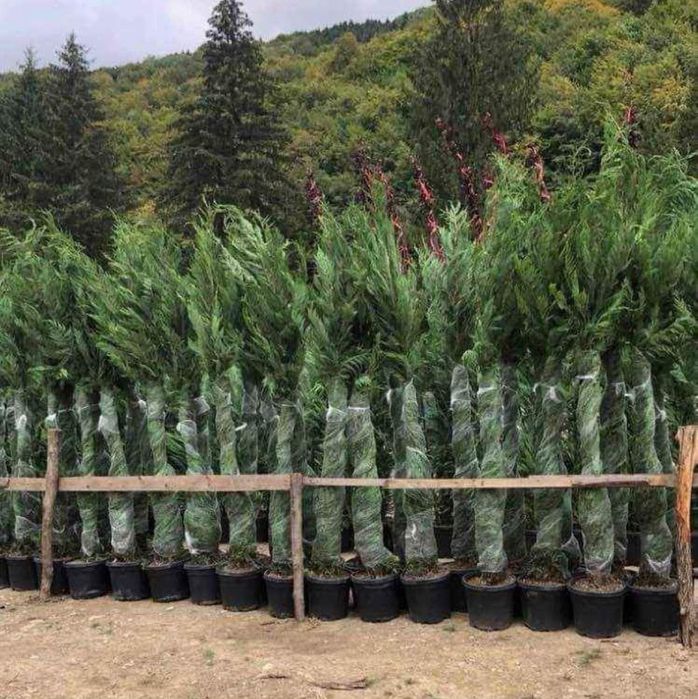 Plante ornamentale naturale