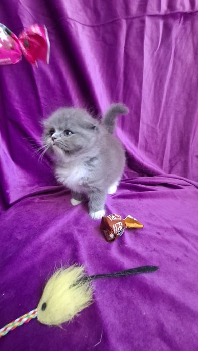 Шотландская фолд