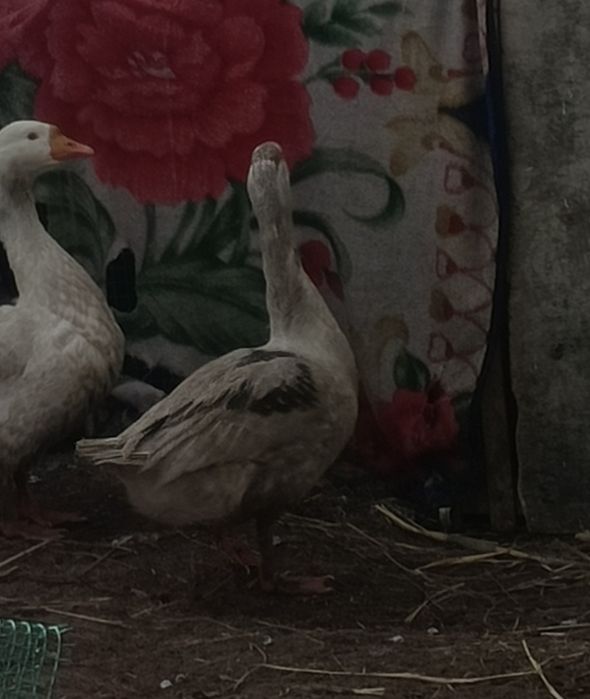 Продам одного гусака