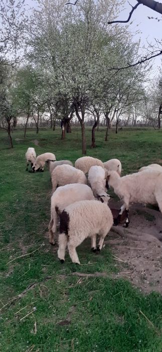 Vând 6 oi la a2 fatare