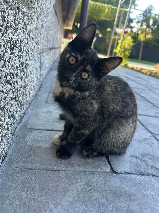 Коте женско черно с петна