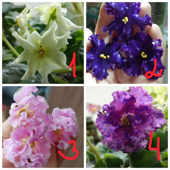 Продам детки сортовых фиалочек