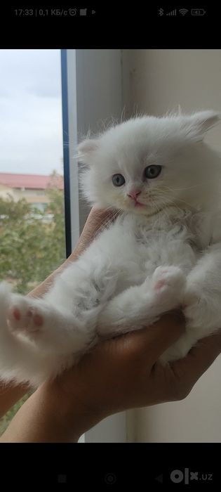 Скоттиш хайленд страйт, девочки
