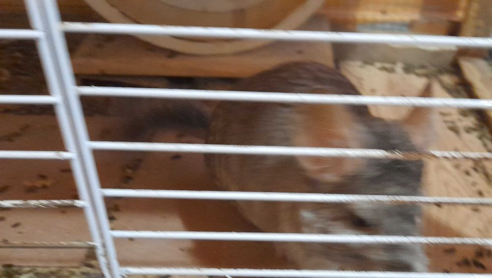 Чинчили  с пълно оборудване