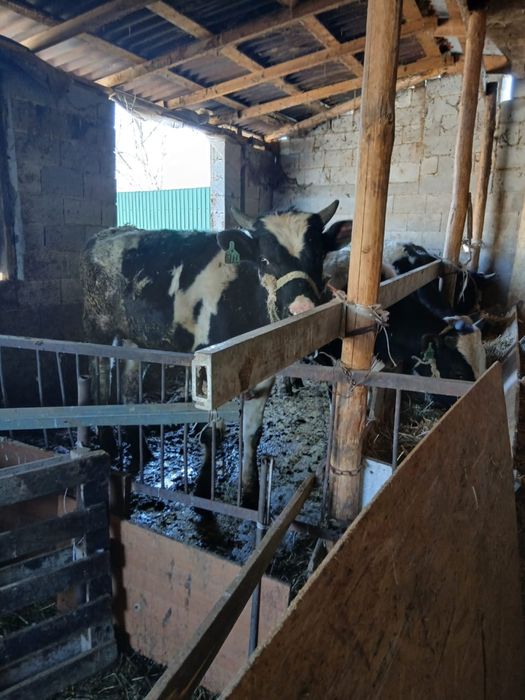 Продается быки