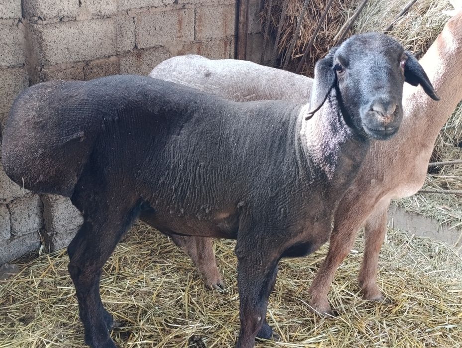 Продаётся баран породистый