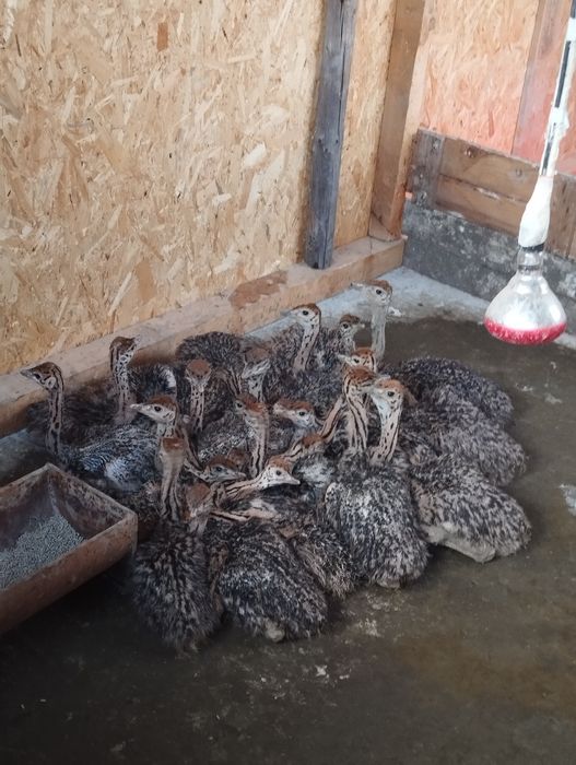 Pui de Struți Negru  African