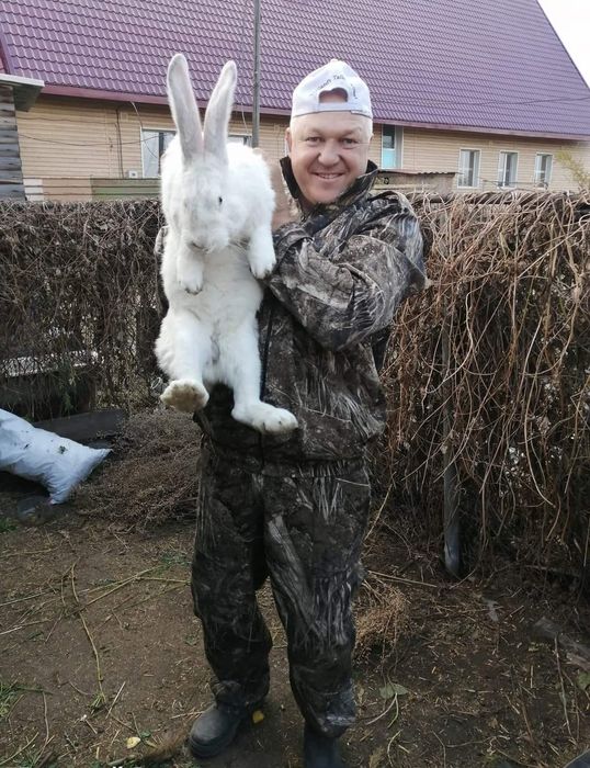 Продаём кролей порода великан.