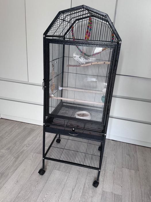 Попугай корелла ручной