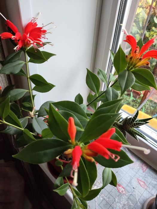 Эсхинантус- поцелуйчик.