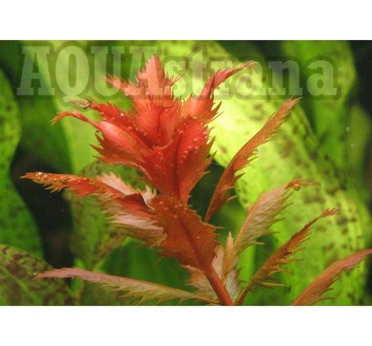 прозерпинака палюстрис