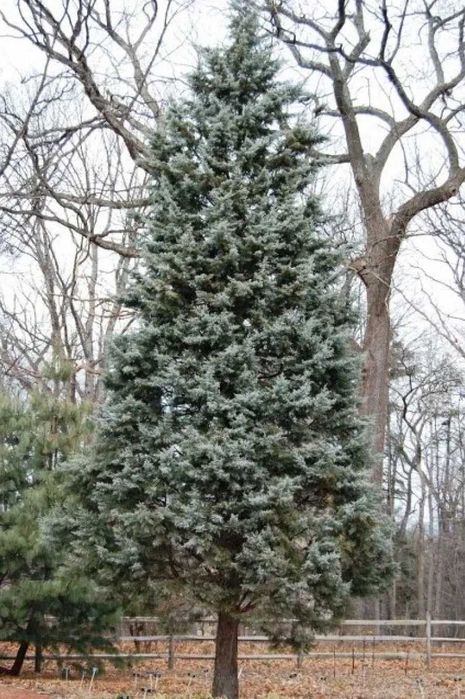 Продавам едроразмерни иглолистни дървета 4 до 8 метра