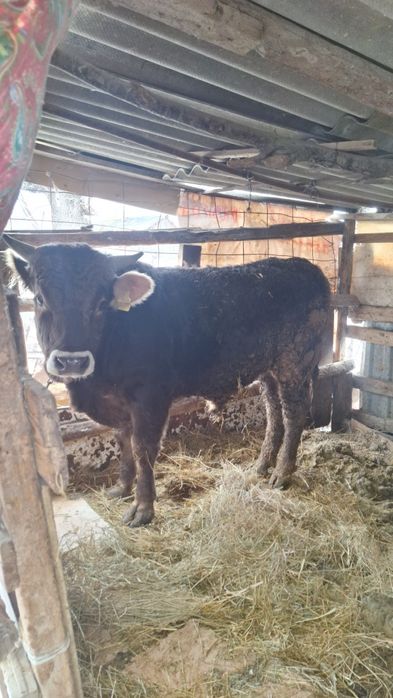 Продам быка алатауский