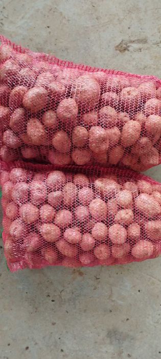 cartofi consum alb/rosu