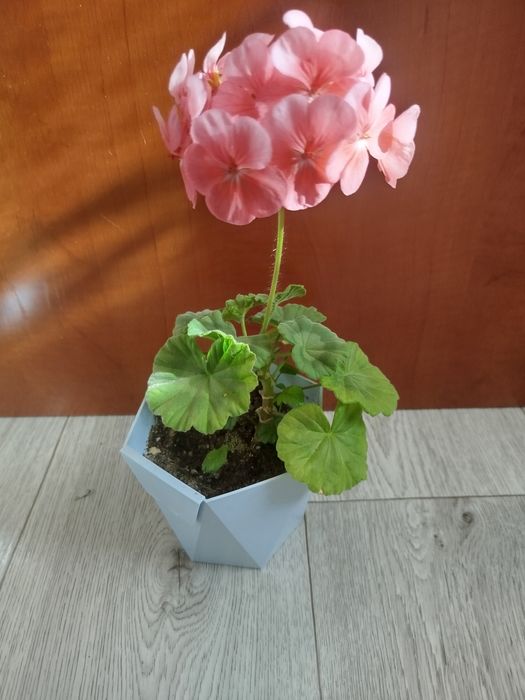 Пеларгония (герань) "фрау Флора"