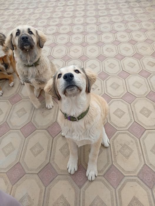 Собаки в добрые руки