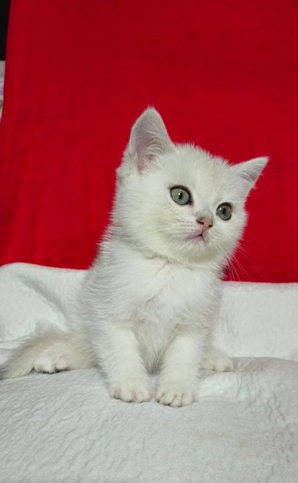 Шикарные котята Серебристые Шиншиллы девочки