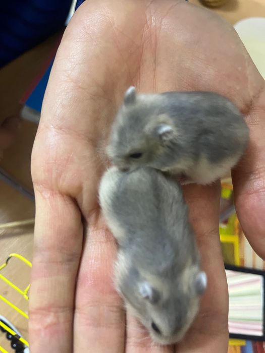 джунгарский хомяк