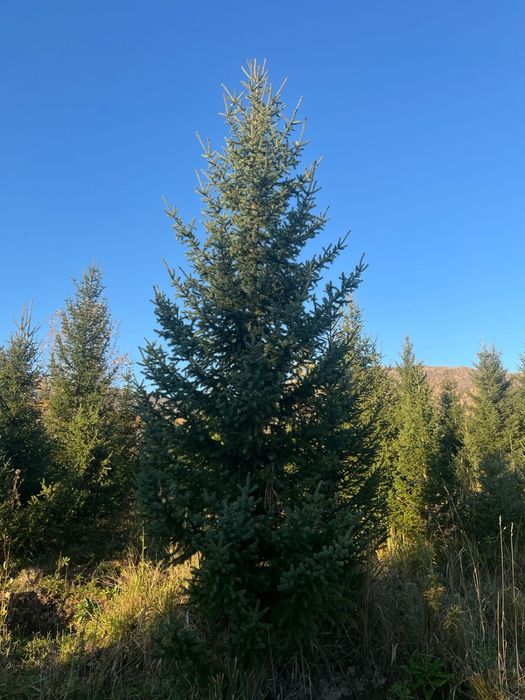 Ель зелёная сибирская