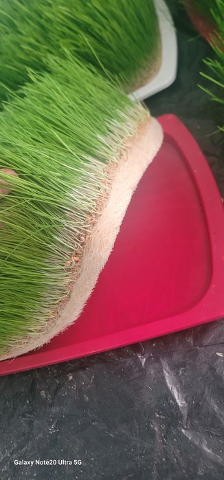 Undirilgan bugdoy gidraponika