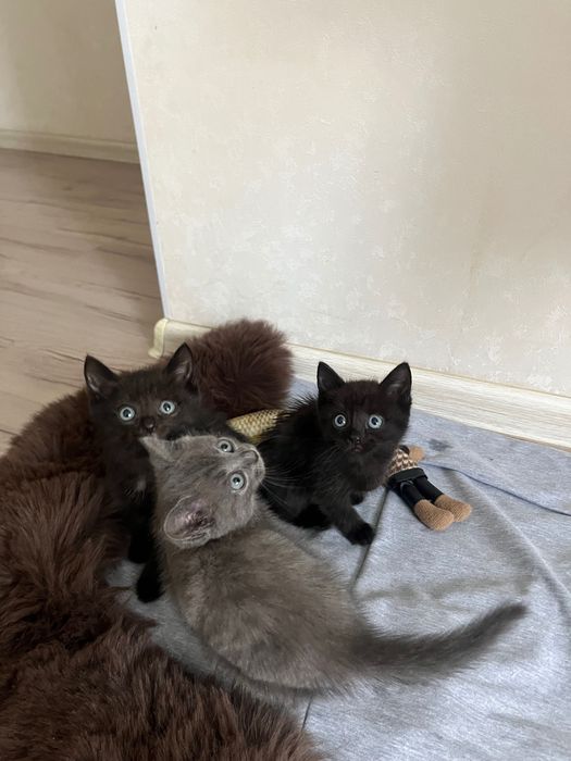 Котята полу породистые