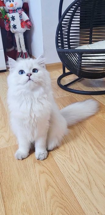 Baiat british longhair din ambii parinti Campioni Mondiali