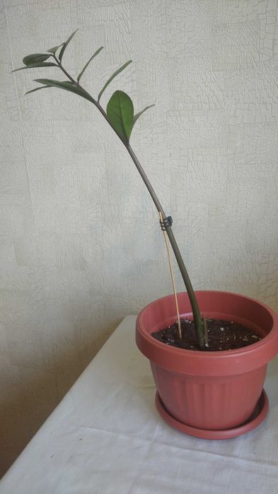 Продам красивые комнатные цветы