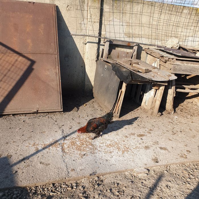 Петли черен мед маран 7мес 45лв бр гр сливен