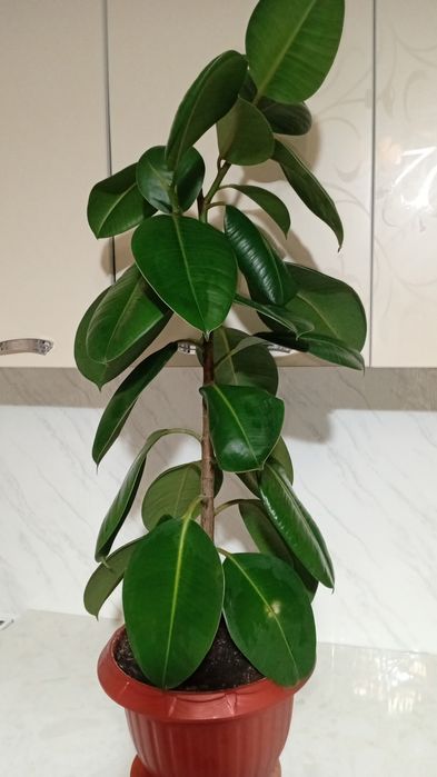 Продам фикус,цена 15 тыс