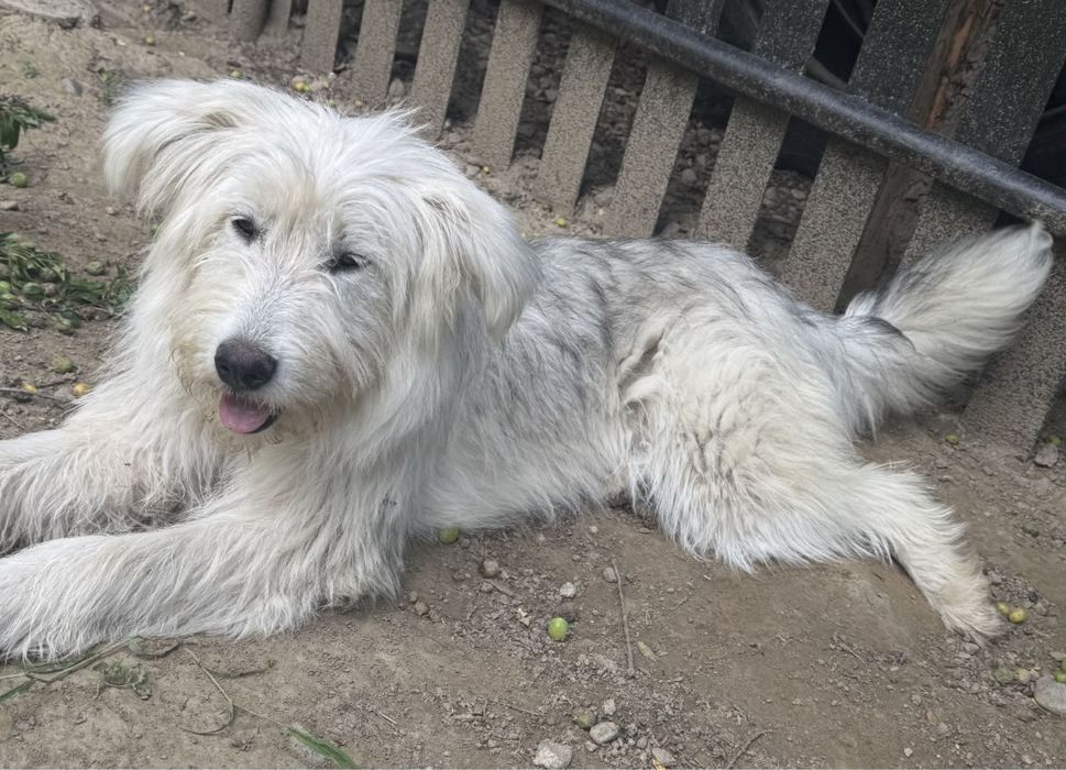 Catelusa spre adoptie