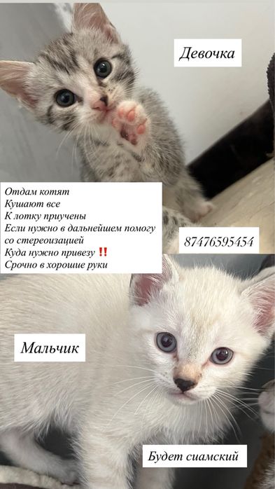 Срочно отдам котят