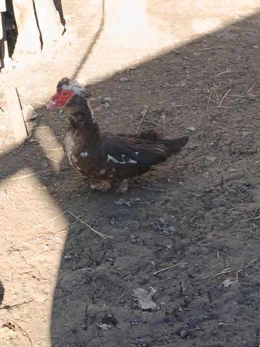 Продам селезня индоутки