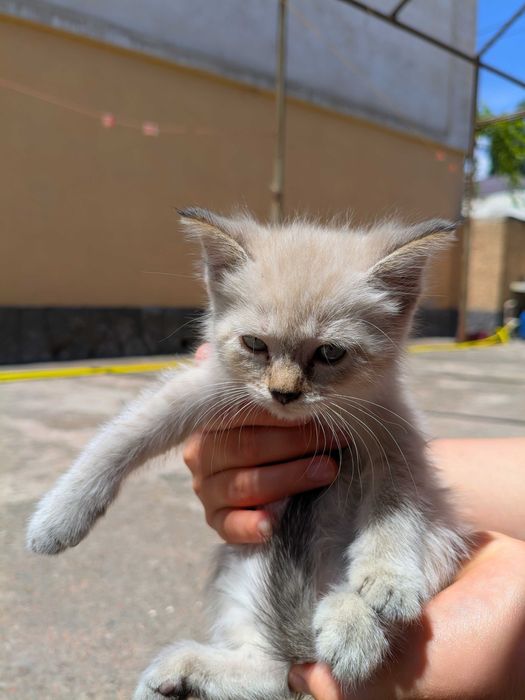 Котята ищут хороших хозяев