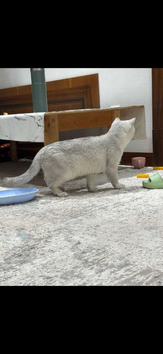 Вязка (juftlashtirish) British Shorthair ShinShilla