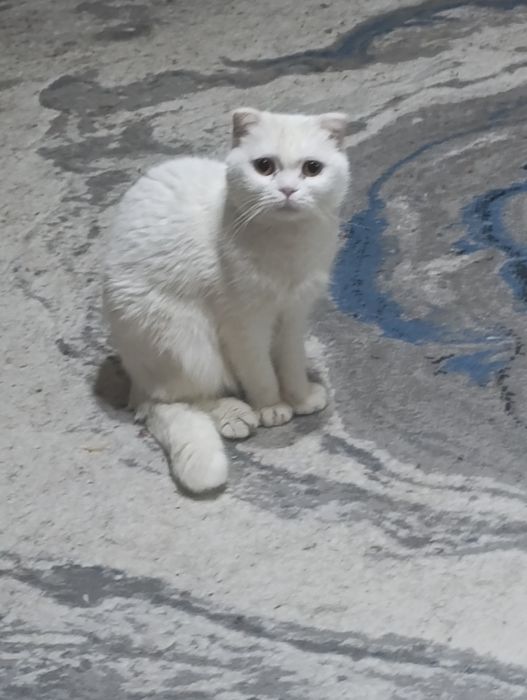 Вислоухая в добрые руки