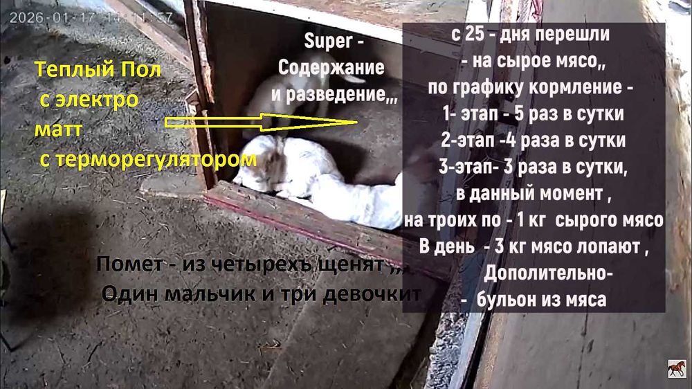 Щенки Азиаты - Төбет