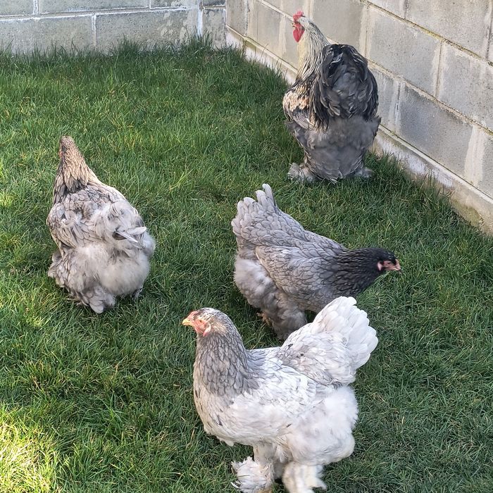 Găini brahma albastru