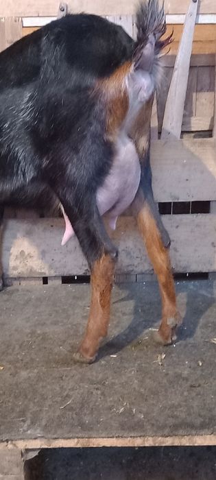 Ieduta nubiana 4luni