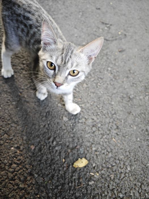 Котики без оплаты