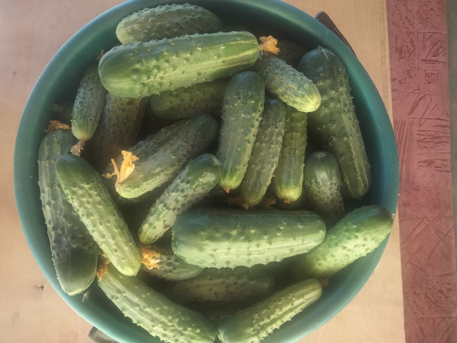 Продам огурцы, и помидоры свежие,дачные